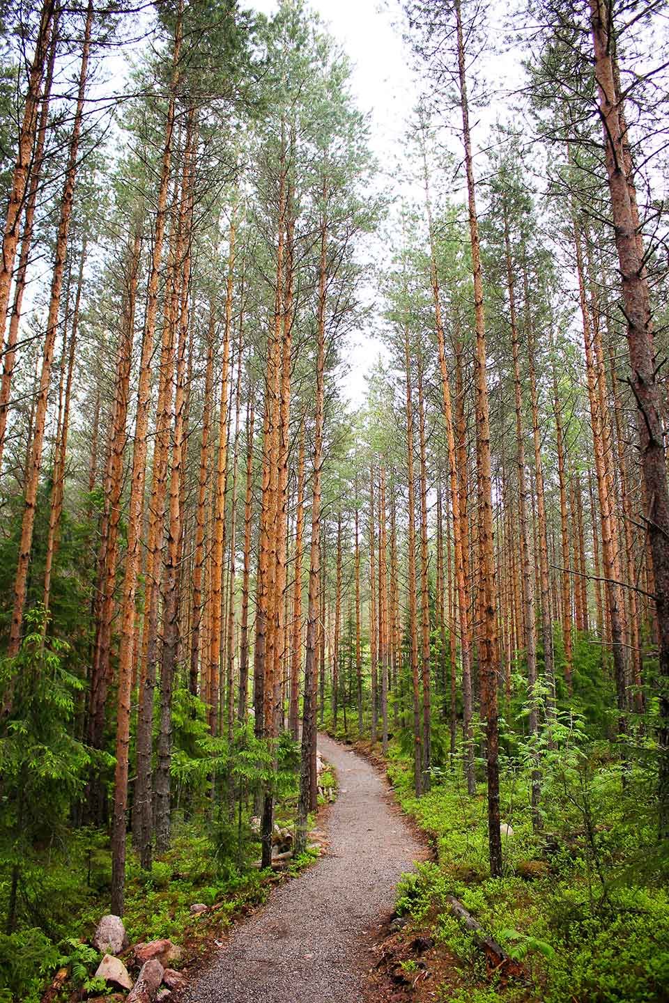 long_trees